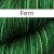 Fern